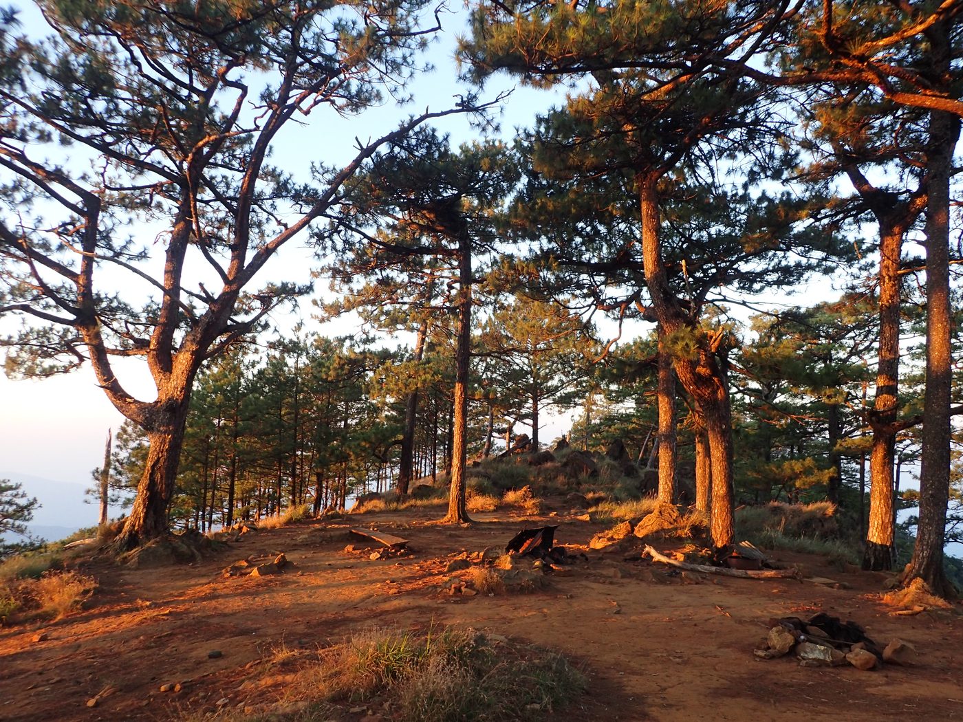 Home Woodland camping ground with tall pines in warm autumn light